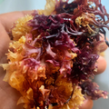 CHONDRUS CRISPUS - IRISH MOSS